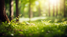 Summer Beautiful Spring Perfect Natural Landscape Background, Defocused Green Trees In Forest With Wild Grass And Sun Beams