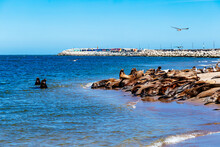 Many Sea Lions Are On The Beach Next To The Necochea Harbor In Argentina.
