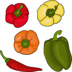 Bell peppers and chili pepper vector illustration