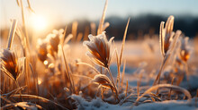 Close Up Portrait Of A Cold Frosty Grass Field In A Beautiful Morning Of Winter, Tree Line And Lake In Background