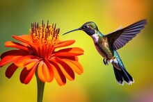 Close-up Of A Hummingbird Hovering Near A Bright Flower