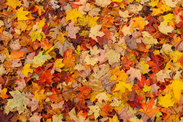 Sticker - Colorful fallen Maple leaves during autumn time for background use.