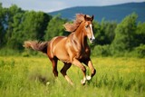 Fototapeta Konie - old horse galloping in lush pasture