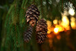 © MargJohnsonVA - The warm beams of a winter sunset through a pine tree with pine cones with a bokeh effect.