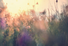 Sunny Meadow