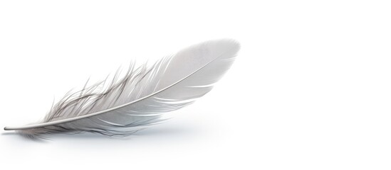 Canvas Print - Floating gray bird feather isolated on white background