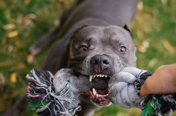 Cute big gray pitbull dog is playing with toy rope on green grass in the summer or fall forest. American pit bull terrier autumn in the park