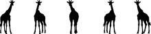 Set Of Vector Silhouettes Of Giraffes