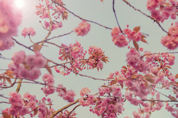Wall Mural - pink flowers of blooming sakura closeup.