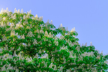 Wall Mural - aesculus hippocastanum flowering of a horse chestnut in spring.