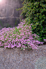 Wall Mural - rock soapwort flowers, saponaria ocymoides, can be used as natural background of pink flowers and gr