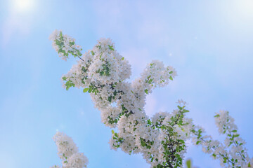 Wall Mural - malus hupehensis, an ornamental apple, flower buds on the tree in spring.