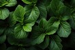 Natural background with green mint leaves