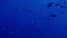 Three Blackfin Baracuda Swim Amongst Tang Fish On The Great Barrier Reef