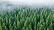 Waldgeheimnisse von oben: Grüne Baumkronen im sanften Waldnebel