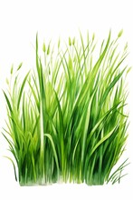 Illustration Green Grass Leaves Tall Extremely Emote Name Hair Reeds Ramps Old Scroll High Reagents Greed Prop
