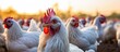 Poultry affected by avian influenza on farm white hens