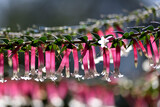 Fototapeta  - Pink flowers of the common heath Epacris