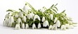 Snowdrop flowers with their abundance in gardens are the most popular and earliest blooming spring bulbs