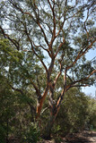 Fototapeta  - Unique texture of tree trunk in Australian bush