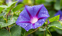 Ipomoea Purpurea Purple Morning Glory Flower With Water Drops After Rain