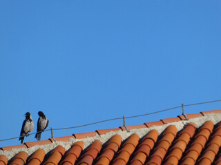 two hooded crow birds (Corvus cornix), perched on roof against clear blue sky with space for text