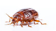 bed bug isolated on a white background
