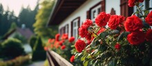 Houses Front With Red Flowers