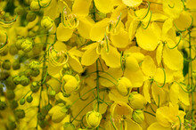 Yellow Flowers In Summer In Thailand , Golden Flowers Of Cassia Fistula, 