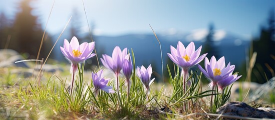 Wall Mural - wild flowers blooming during spring including pulsatilla commonly known as pasque flower wind flower