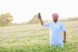 © SDV Ads - coriander flowers farming