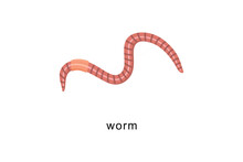 Earthworm Icon Isolated On White Background. Pink Earthworm Vector