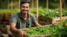 Young Indian Farmer Or Gardner Holding Full Of Green Chili Box