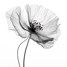 Abstract Poppies Petals, Black And White Illustration.
