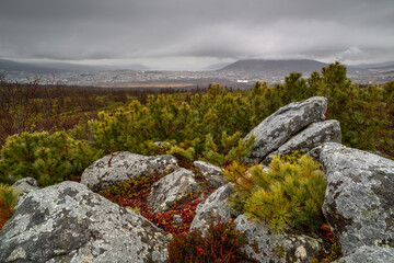 Wall Mural - Surroundings of the city of Magadan, Magadan region, Siberia, Far East of Russia. Harsh northern landscape. Cloudy rainy weather in early summer. Rocks and Siberian dwarf pine in the foreground.