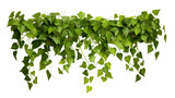 Fototapeta Panele - hanging green ivy plant realistic photo isolated White background PNG