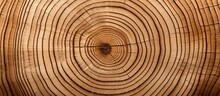 Close Up Of Sawn Log Displaying Tree Rings