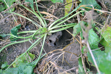 Wall Mural - Sugar beet plant damaged, eaten by pests - rodents, vole, mouse.