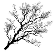 Silhouette Of A Died Tree