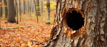 Autumn Forest Trail With Decaying Tree And New Woodpecker Hole