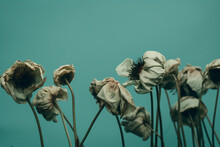 Nature, Plants And Flowers, Graphic Resources Concept. Dark Wilted And Dry Flowers In Blue Green Soft Background With Copy Space. Surreal, Nostalgic And Melancholy Mood