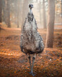 portrait of wild Emu ostrich in autumn forest background