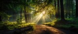 Fototapeta Pokój dzieciecy - Forest with sunlight streaming
