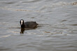 Adult eurasian coot swimming in a pond in Madrid