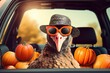Thanksgiving turkey bird with sunglasses looking out of a car filed with pumpkin.