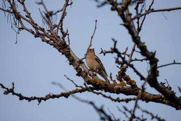 A female common chaffinch perched on a tree branch in Madrid