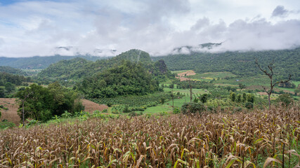 Wall Mural - Scenic rural mountain panorama of picturesque agricultural valley with low clouds in Chiang Dao countryside, Chiang Mai, Thailand