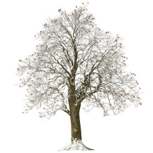 Winter Tree With Snow And Ice Arch Wiz Cutout 3d Render