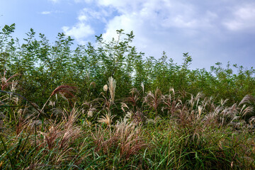 Wall Mural - Beautiful and colorful view of silver grass,Miscanthus sinensis park.	