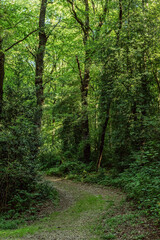 Wall Mural - Path in lush forest during summer.